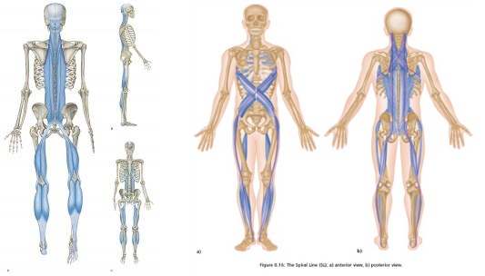 An Interview with Tom Myers of Anatomy Trains on the New Anatomy of